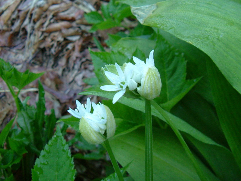 Allium ursinum / Aglio orsino